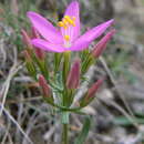 Image of Centaurium quadrifolium (L.) G. López González & C. E. Jarvis