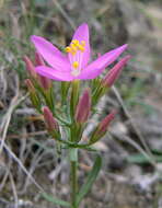 Image of Centaury