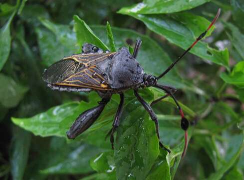 صورة Thasus neocalifornicus Brailovsky & Barrera 1994