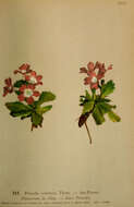 Image of Primula daonensis (Leybold) Leybold