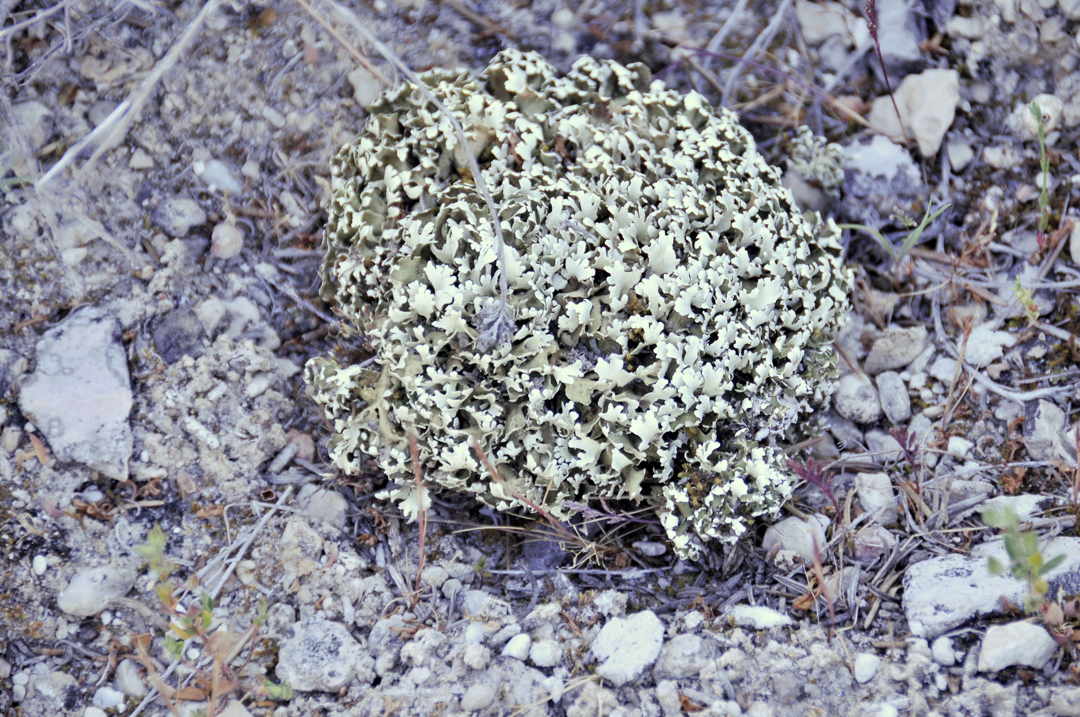 Image of Cladonia foliacea (Huds.) Willd.