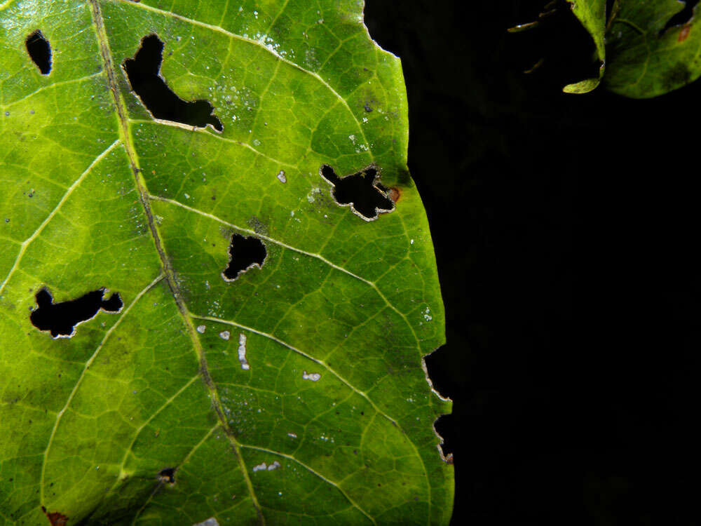 Image of Combretum fruticosum (Loefl.) Stuntz