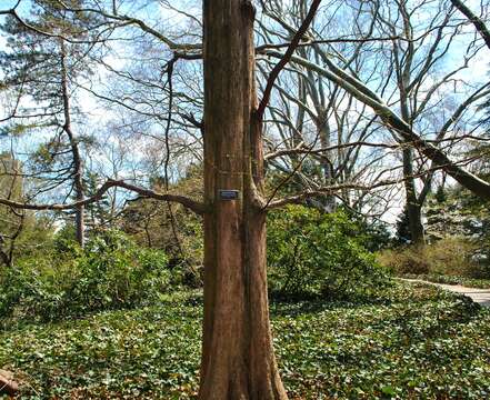 Image of dawn redwood