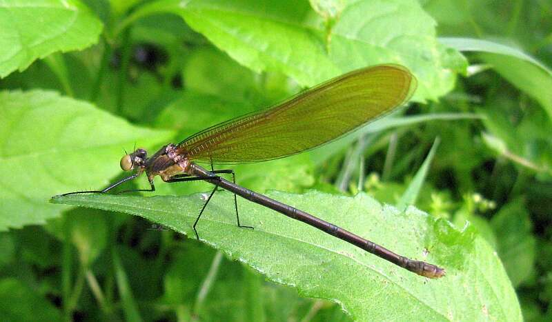 Image of Jewelwings