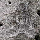 Image of poplar grey