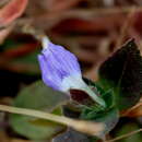 Cynarospermum asperrimum resmi