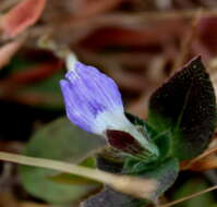 Cynarospermum resmi