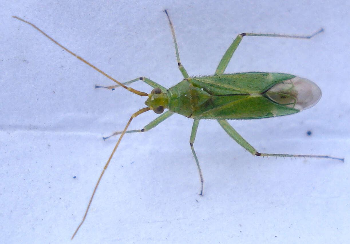 Image of Black-kneed Capsid