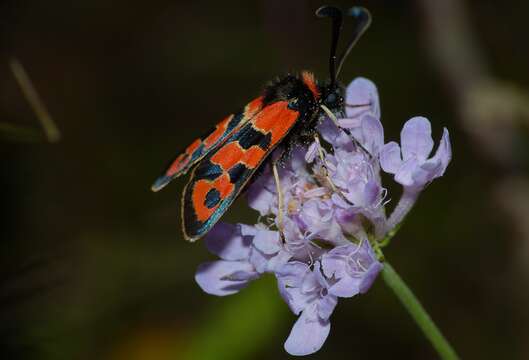 Image of Zygaena fausta Linnaeus 1767