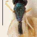 Image of Halticoptera polita (Walker 1834)