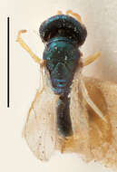 Image of Halticoptera