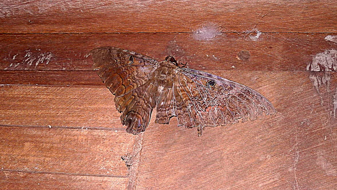 Imagem de Ascalapha odorata Linnaeus 1758