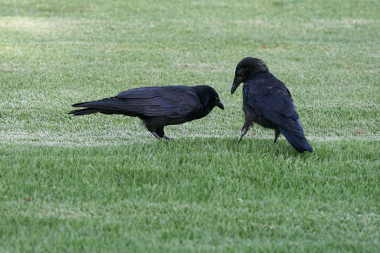 Imagem de Corvus coronoides Vigors & Horsfield 1827