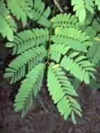 Image of albizia