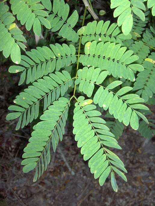 Image of albizia