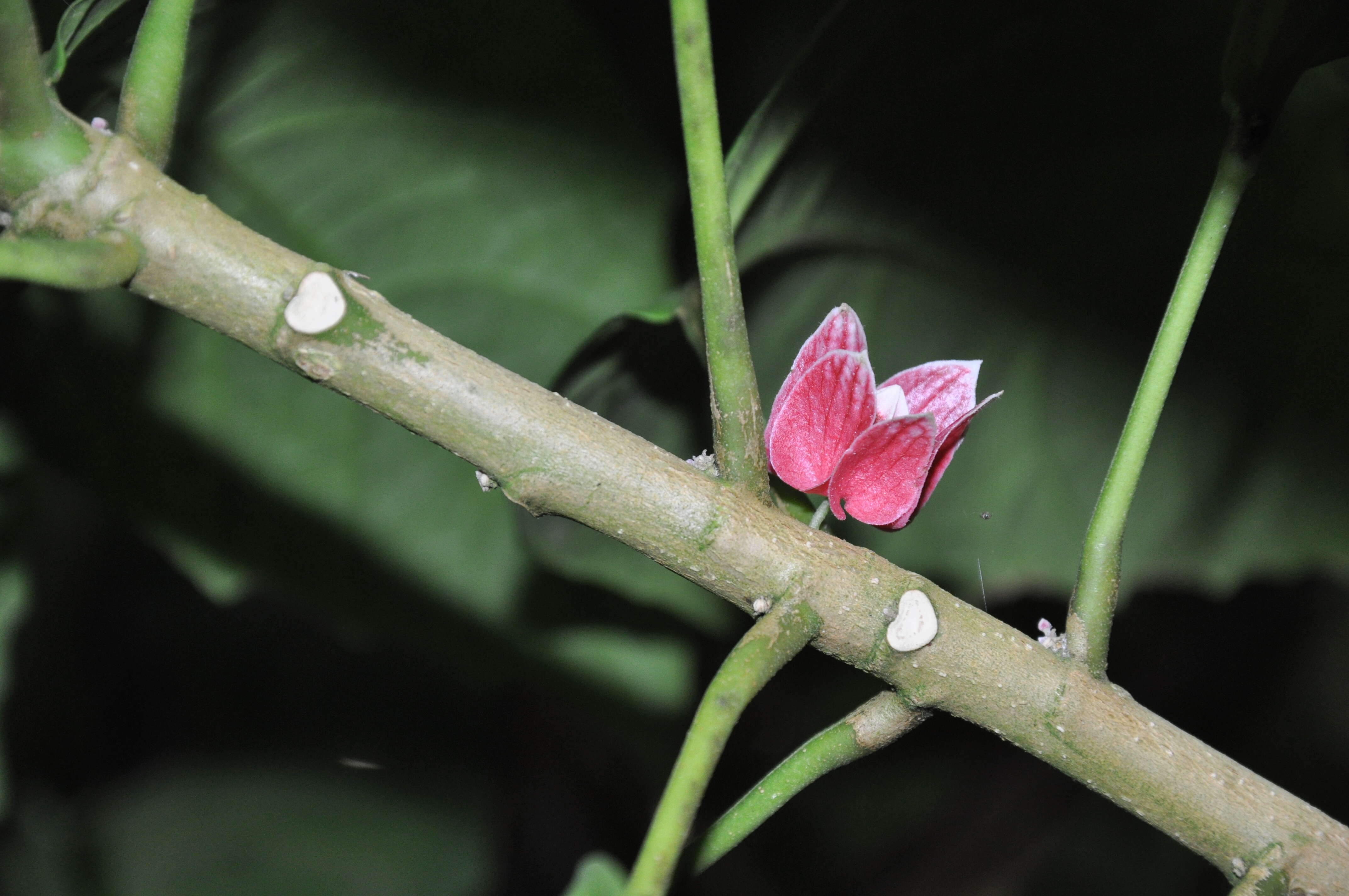 Image of Para rubber tree