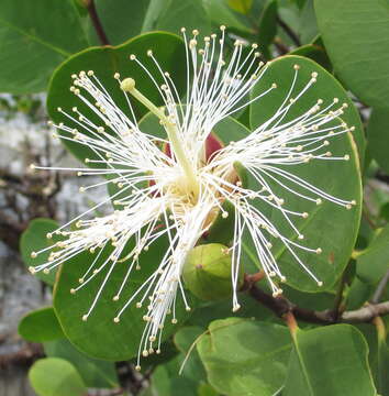 Image of Mangrove apple