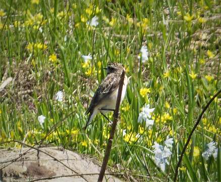 Image of Whinchat