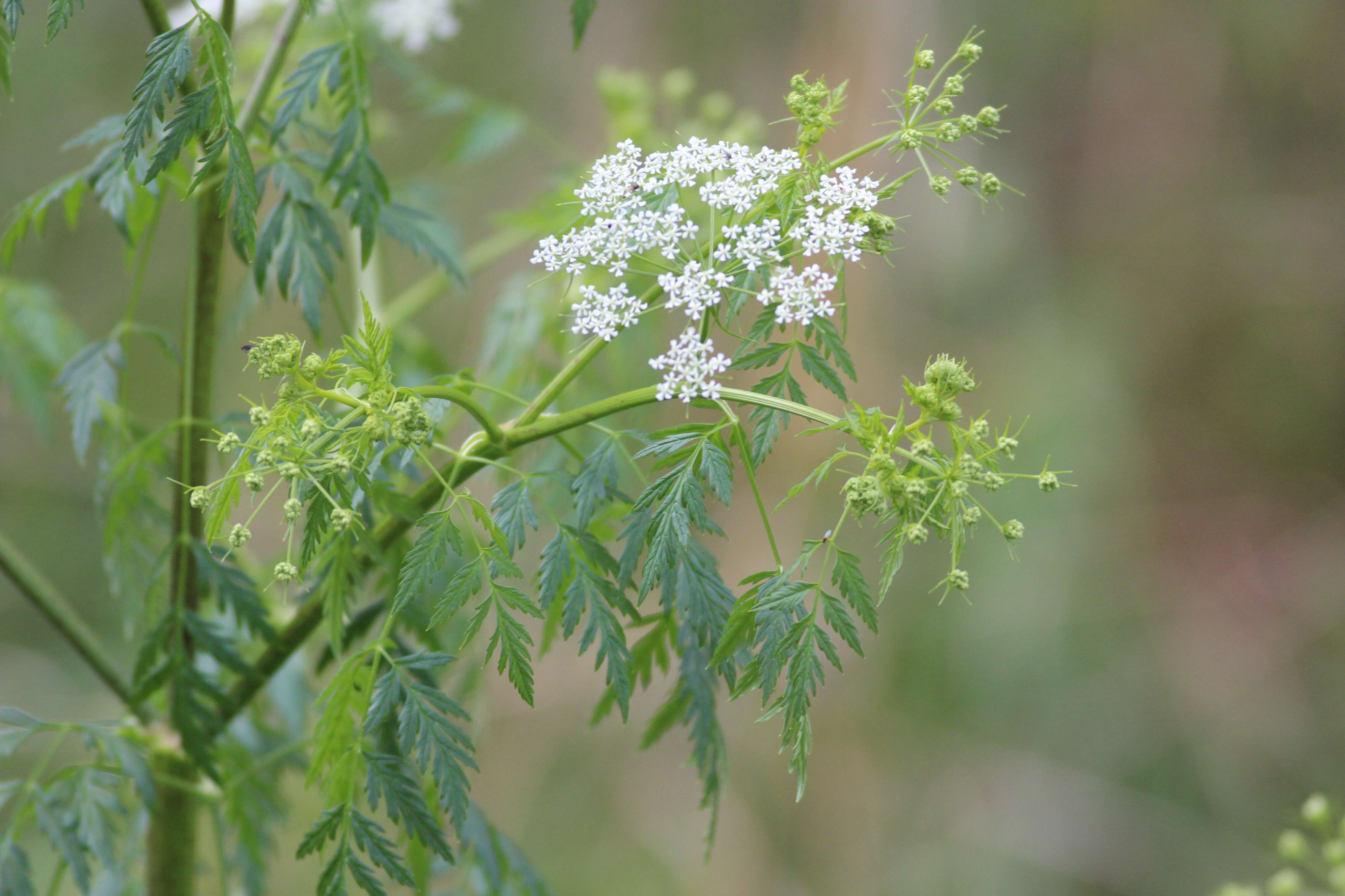 Image of poison hemlock