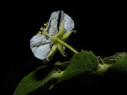 Image de Muntingiaceae
