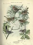 Image of goldcrests and kinglets