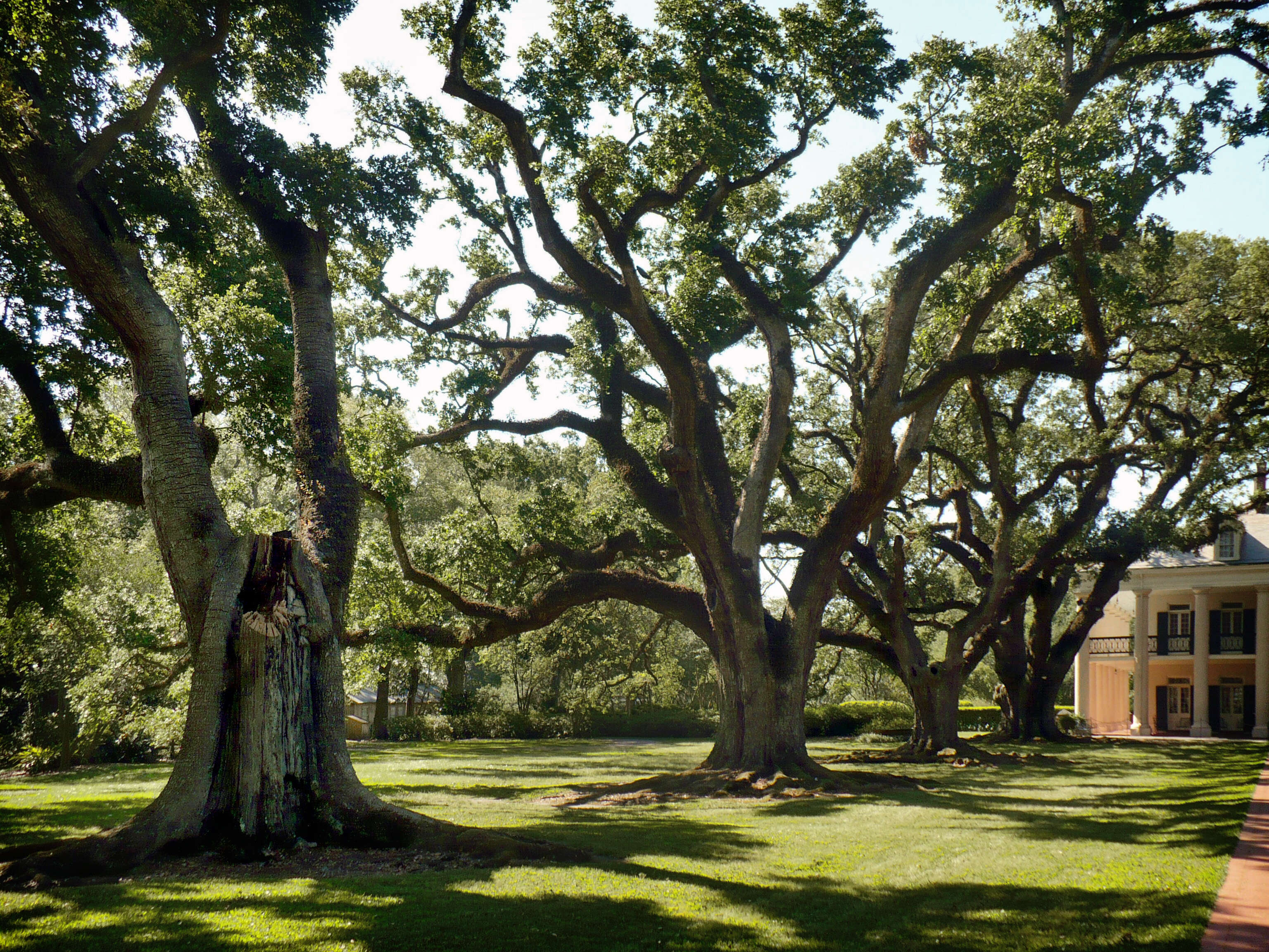 Image of Southern Live Oak