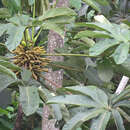 Image of Cecropia sciadophylla C. Mart.