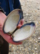 Image of quahog