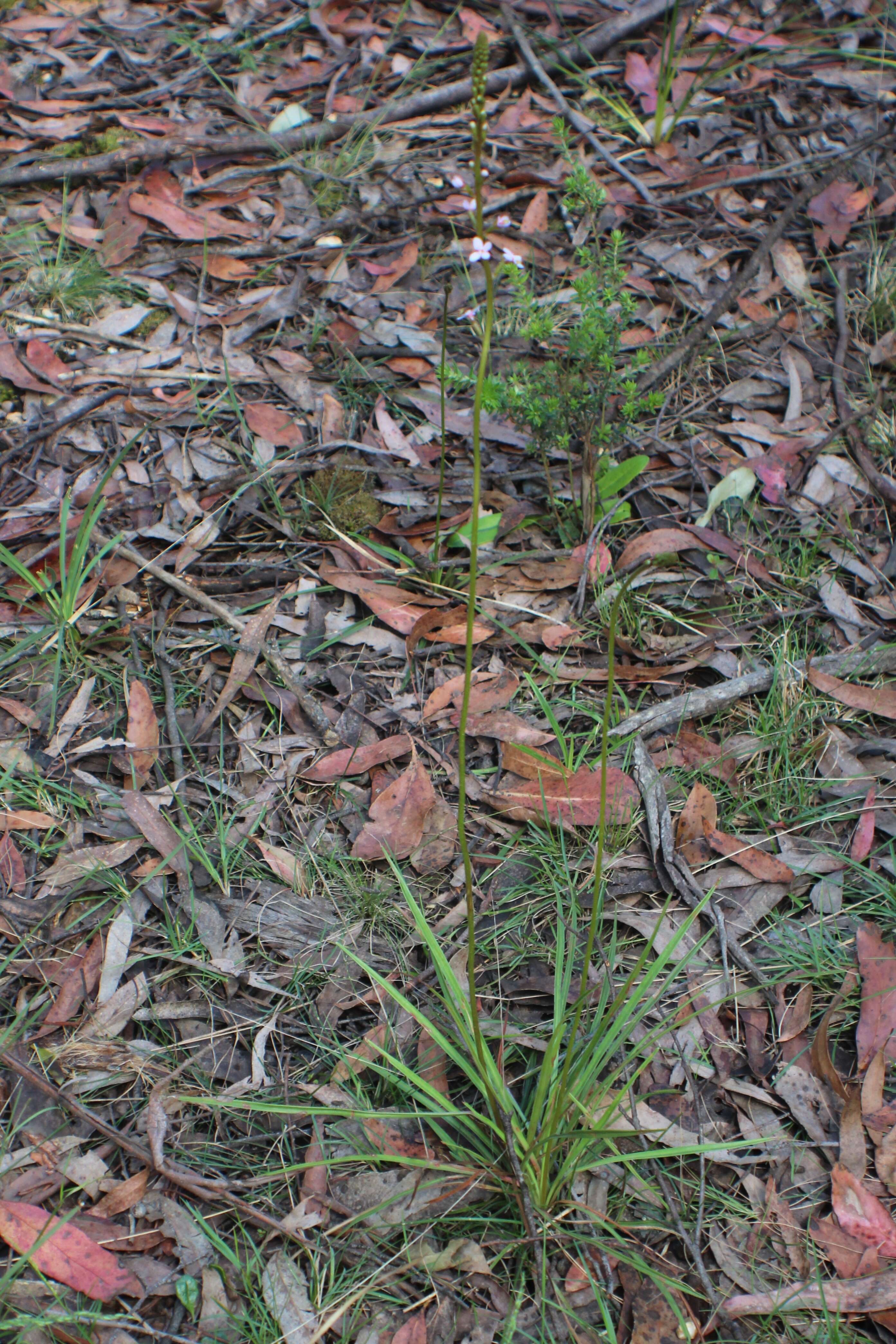 Image de Stylidium graminifolium Sw. ex Willd.