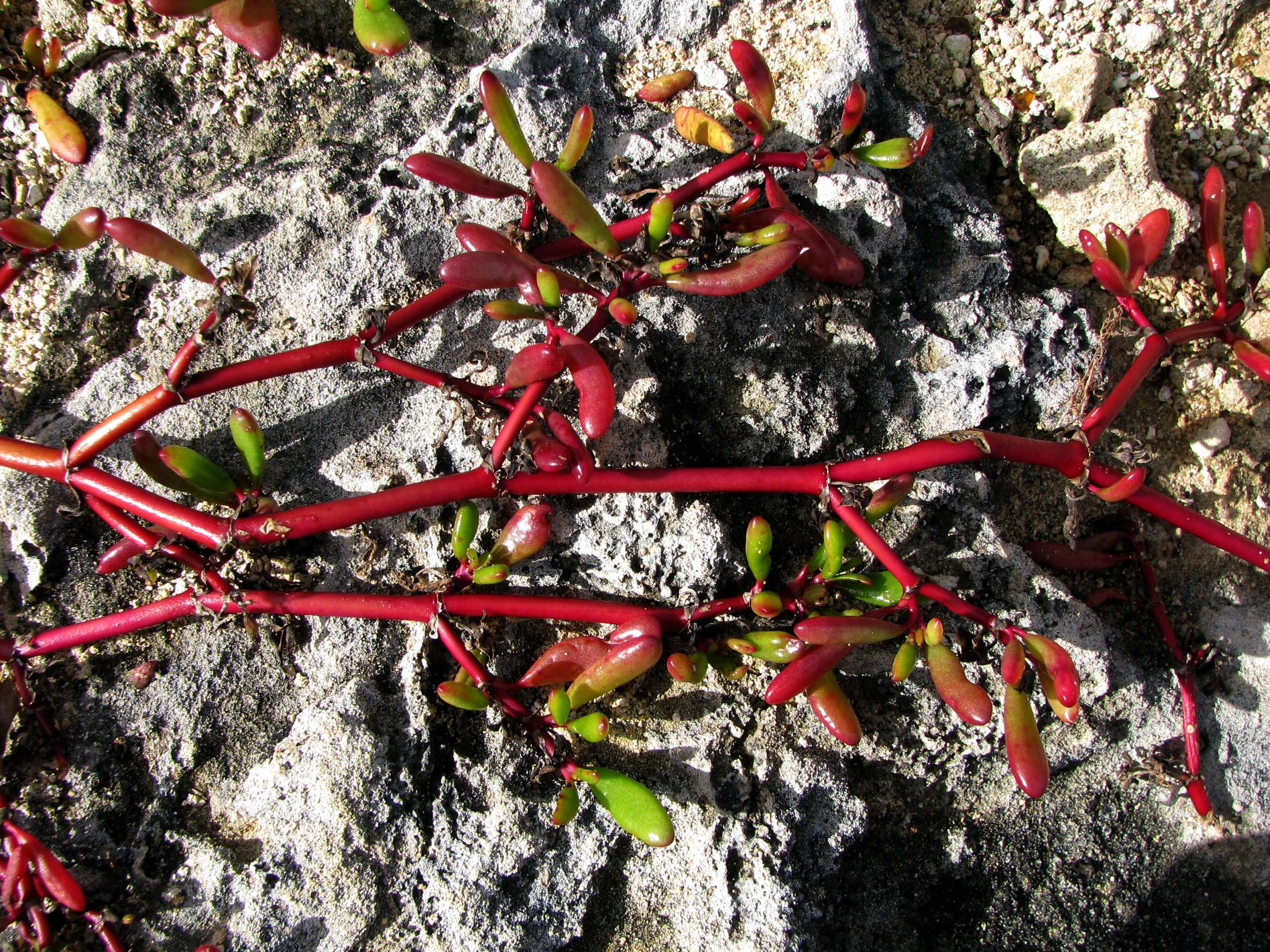 Image of sea purslane