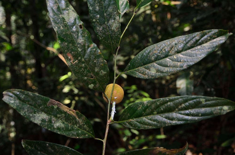 Image of hydnocarpus