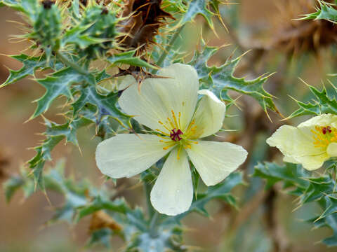 Image of Mexican pricklypoppy