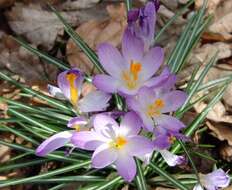 Image of crocus