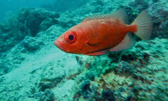 Image of Bloch&#39;s bigeye