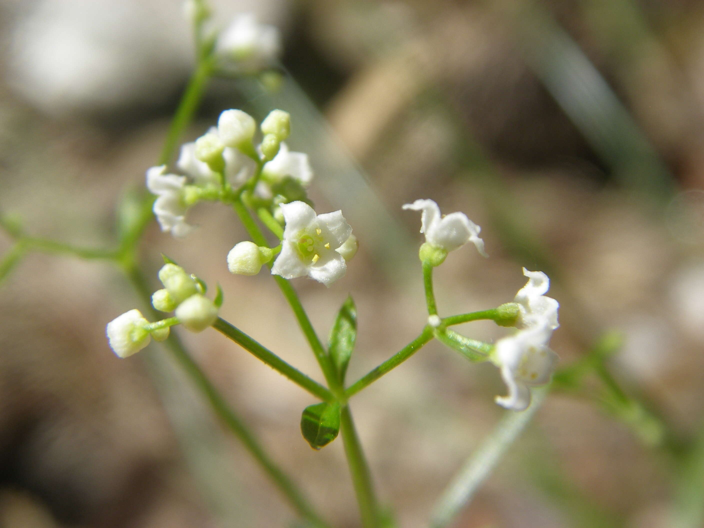 Image of fragrant bedstraw