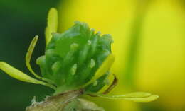 Image of St. Anthony's turnip