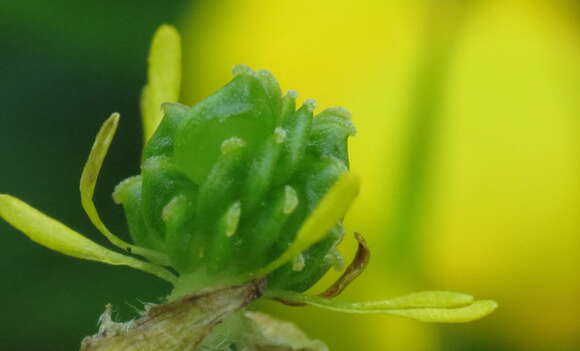 Ranunculus bulbosus L.的圖片