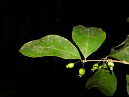 Image of <i>Eugenia cararaensis</i> Barrie & Q. Jiménez