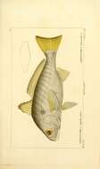 Image of Leiostomus