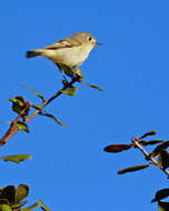 Image of goldcrests and kinglets