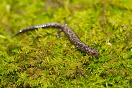 Image of Woodland salamander