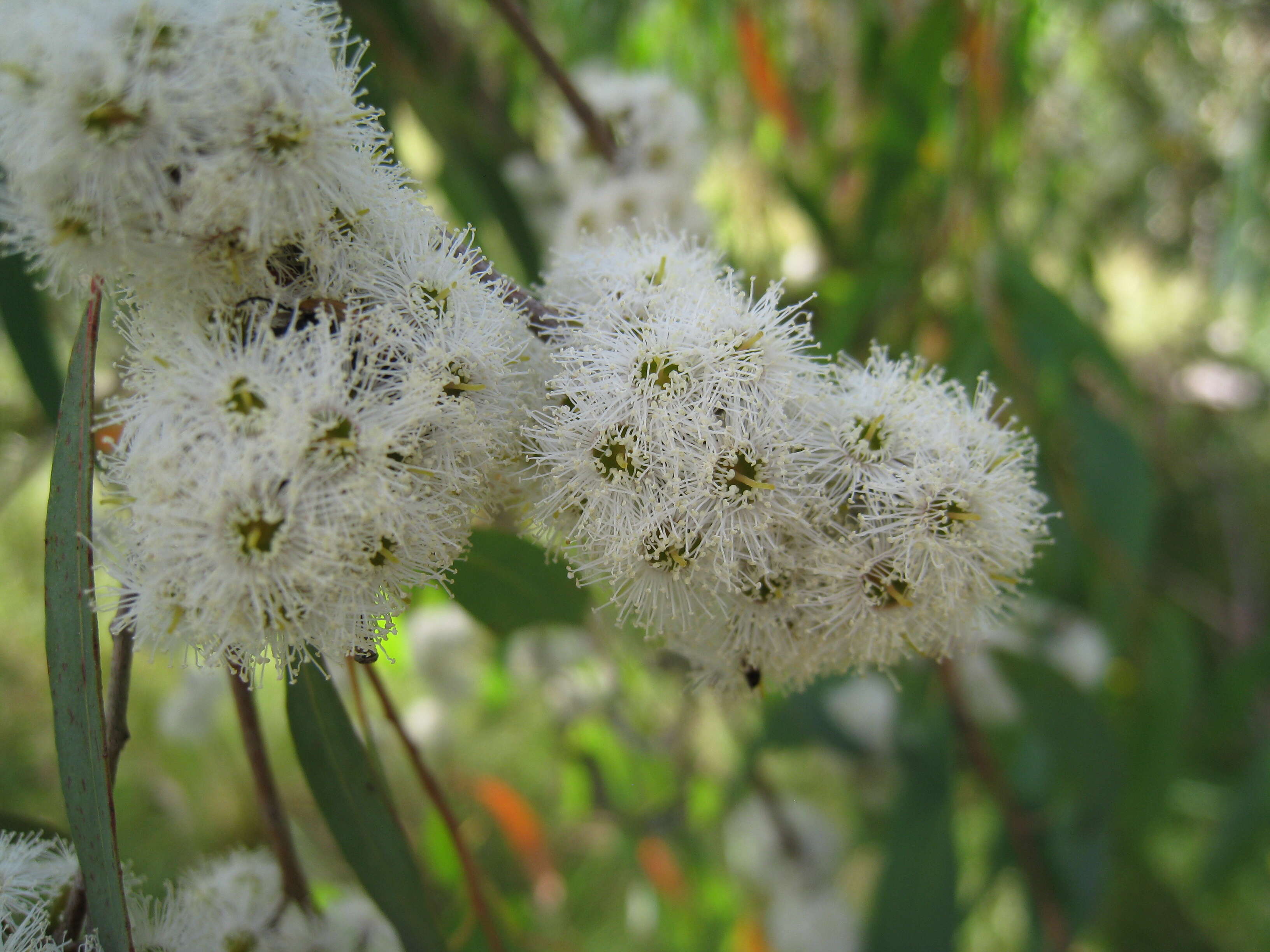 Imagem de Eucalyptus radiata A. Cunn. ex DC.