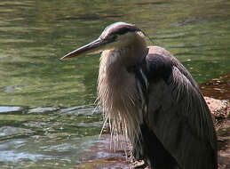 Image of Great Blue Heron