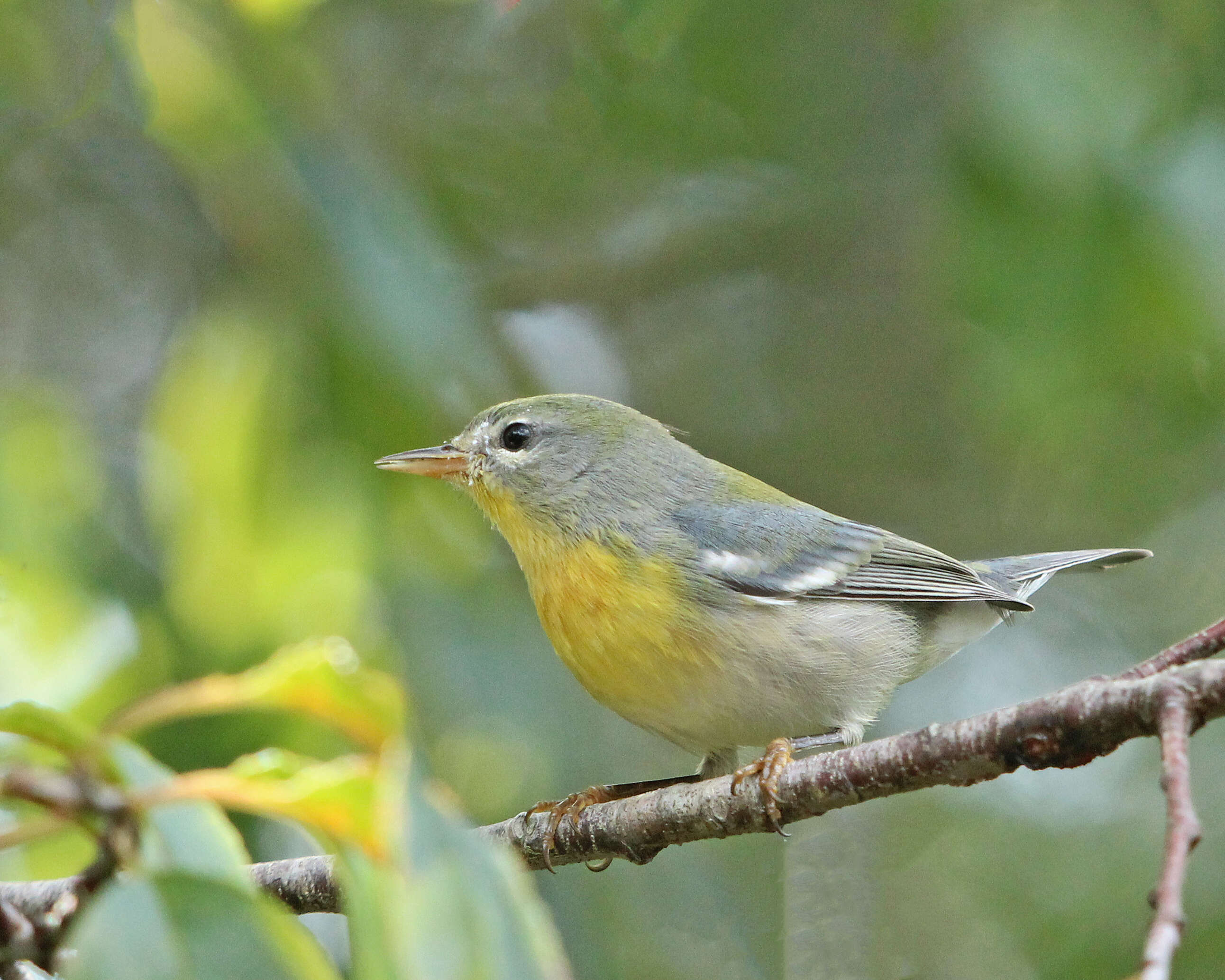 Image of Setophaga Swainson 1827