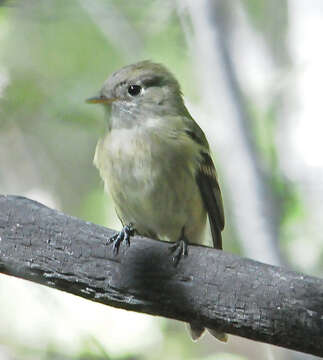 Image of Empidonax Cabanis 1855