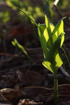 Image de Polygonatum latifolium (Jacq.) Desf.