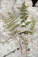 Image of fragile ferns