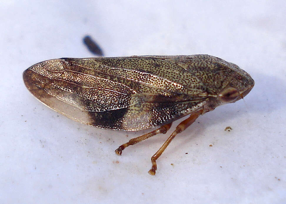 Image of spittlebugs