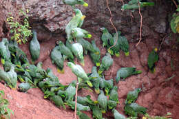 Image of Amazon parrots