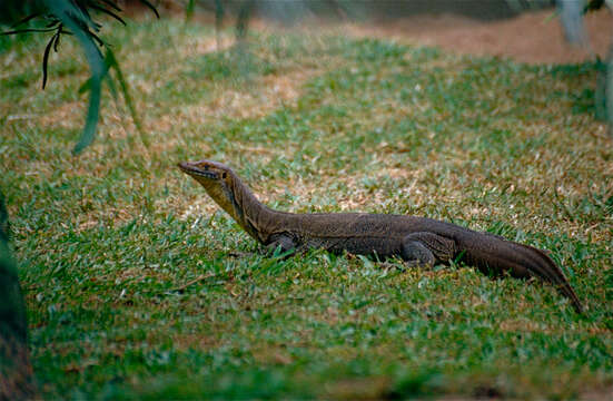 Image of Lace Monitor